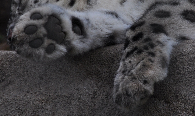 the paws of a snow leapord
